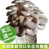 灰姬菇种菌包食用菌棒菌包菌种种子蘑菇，多肉植物阳台养殖菌包