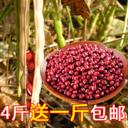 新货天然红豆子 农家自产小红豆赤豆非赤小豆五谷杂粮红小豆500g