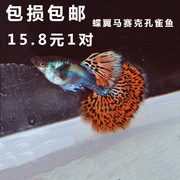 水族孔雀鱼活体蝶翼马赛克大耳朵凤尾鱼热带观赏淡水群游孕母包损