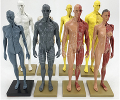 30cm艺用人体模型 肌肉解剖结构 骨骼解剖 CG解剖模型男女