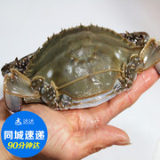 鲜活海蟹梭子蟹沙母蟹 带黄母梭子蟹 北京市区可闪送