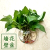 壁挂鱼缸花盆绿萝花瓶，墙上装饰品植物，水培缸家居装饰品墙面挂件