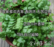 山东老香菜种子 老芫荽种子 地道小叶品种菜园用四季播种阳台