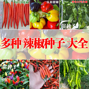 蔬菜种子五彩甜椒辣椒种子彩色朝天椒牛角椒羊角椒线椒籽杭椒夏季