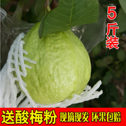 农家巴乐当季台湾珍珠芭乐白心番石榴5斤装整箱广东新鲜水果