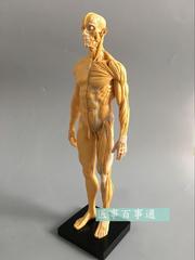 30cm艺用人体模型 肌肉骨骼解剖人体结构美术模型 CG绘画雕塑黄色