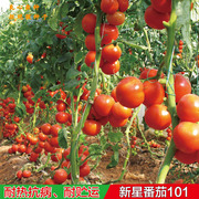 华木蔬菜种子西红柿种子大番茄种子阳台种菜家庭盆栽蔬果种子