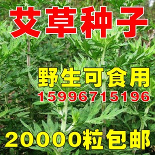 散装药用艾草种子香艾草 青蒿艾蒿可食用艾叶种子艾绒驱蚊草种子