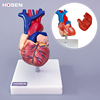 心脏模型人体内脏器官解剖血管动静脉结构医学，教学护理模具玩具