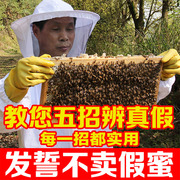 纯正宗土蜂蜜天然纯农家自产500g百花蜜孕妇儿童原生态野生蜂蜜