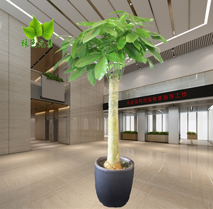 成都植物销售单棒发财树，办公室客厅大绿植室内盆栽观叶植物好养