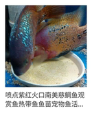 喷点紫红慈鲷小鱼活观赏鱼鱼缸耐活家养热带鱼中大型罗汉鱼亲鱼
