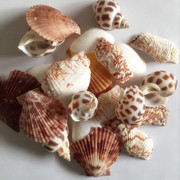 天然贝壳海螺珊瑚 鱼缸装饰品拍摄道具多肉微景观地中海海星摆件