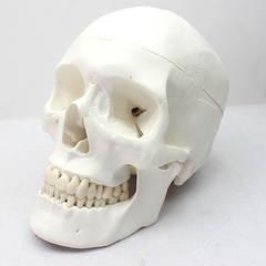 ENOVO颐诺 标准头骨模型美术医学艺用头骨头颅骨标本模型