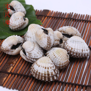 三门新鲜血蛤 银蚶血蚶贝类海鲜鲜活水产品温州花蛤2斤装
