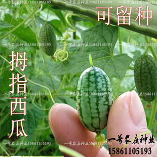 迷你拇指西瓜种子水果微型小黄瓜，种籽阳台盆栽蔬菜春夏秋四季种孑