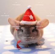 ！仓鼠圣诞帽子 宠物龙猫兔荷兰猪花枝刺猬熊新年衣服装饰