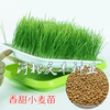 小麦芽苗菜种子豆芽，水榨汁无土栽培绿色，小麦草种子水培种子