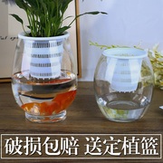 水养植物玻璃瓶 器皿 水培白掌花瓶恐龙蛋花瓶简约水养植物器皿