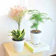 办公室室内桌面绿植花卉盆栽吸收甲醇文竹吊兰碧玉鸭脚木盆栽