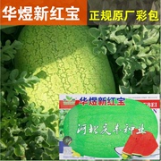 新红宝(新红宝)西瓜抗重茬懒汉西瓜种子，特大巨型西瓜菜园家庭西瓜种子