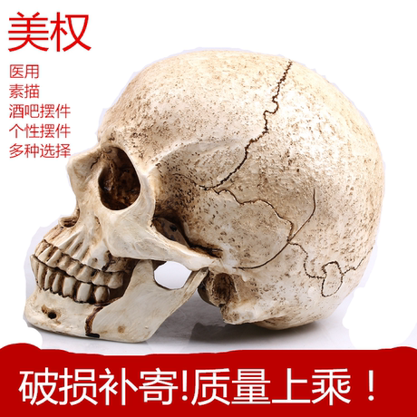 头骨模型美术