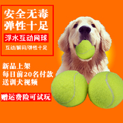 金毛狗狗玩具用品网球耐咬磨牙训练球求大中型马犬投掷浮水网球