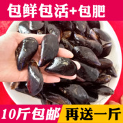青口贝鲜活新鲜海虹野生贻贝，海鲜水产贝类，半斤淡菜烧烤4元半斤