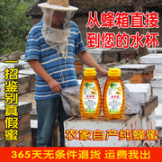 原生纯正天然无添加野生枣花蜜成熟农家自产自销枣花蜂蜜500