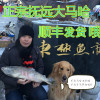 黑龙江抚远特产未腌制大马哈鱼，纯天然鱼冷冻东北大鱼