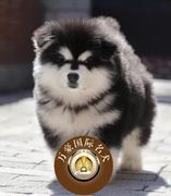 北京犬舍出售纯种阿拉斯加雪橇幼犬黑色 宠物狗活体熊版 外地空运