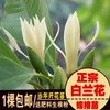 成都白兰花树苗 白兰花盆栽 白兰花苗 黄角兰树苗 浓香绿植