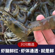 虾鲜活海鲜新鲜活虾对虾基围虾海虾青虾海鲜水产鲜活500克/份