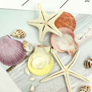 永生花花材铺材礼盒花盒装饰天然五指五角海星海螺白贝壳(白贝壳)雪贝