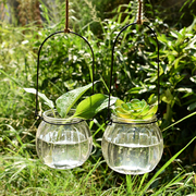 3个铜钱草玻璃花瓶观叶观根，植物吊瓶子，水培植物容器水生水养绿萝