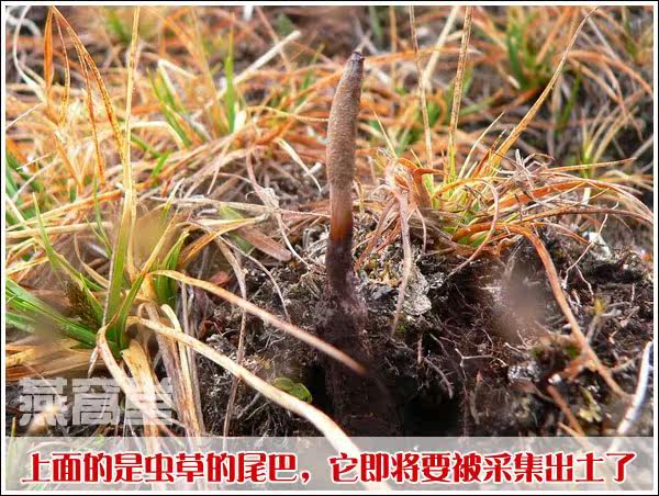 虫草的尾巴